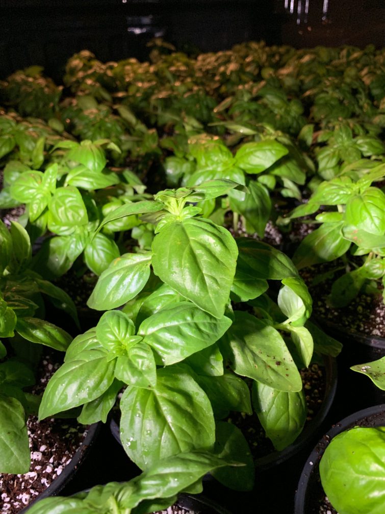 Basil for Flash Fire Living Wall