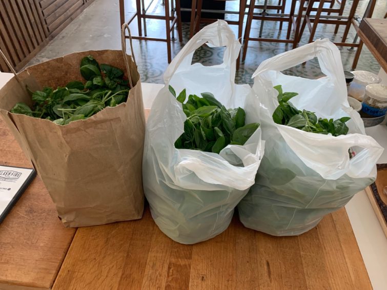 Basil Harvest from Living Wall